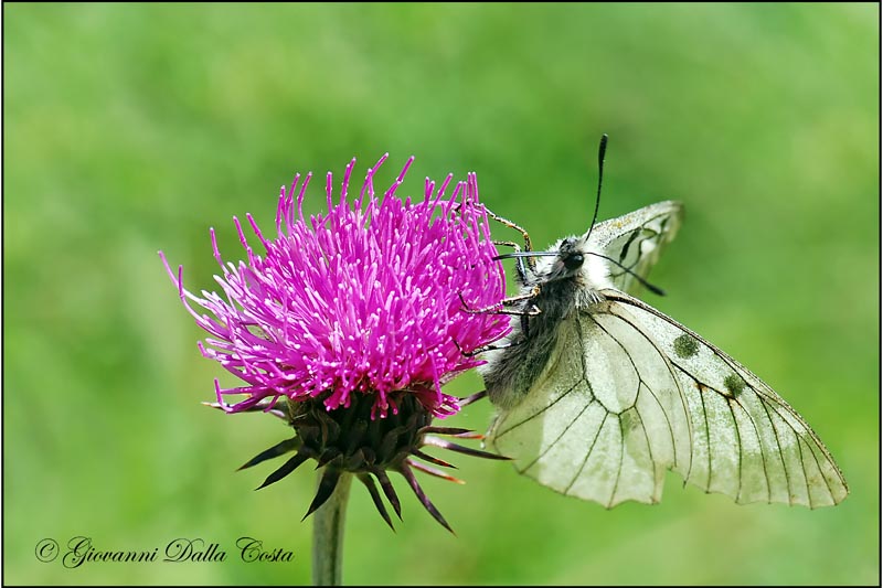 Parnassius mnemosyne